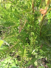 Pedicularis contorta
