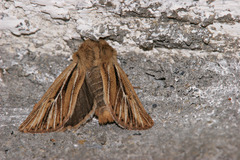 Mythimna anderreggii