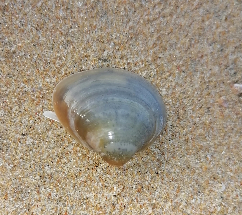 Asian Backwater Clam