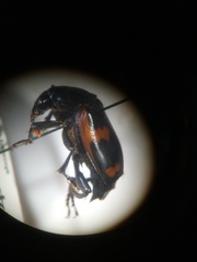 Nicrophorus sayi