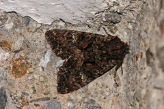 Mniotype adusta