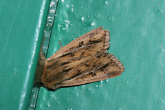 Mythimna anderreggii