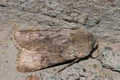 Agrotis simplonia