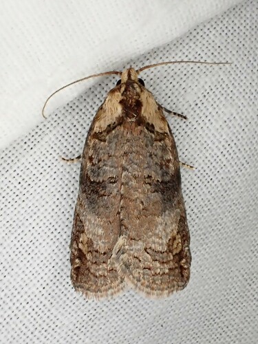 How to identify Cryptoptila australana (Lewin, 1805)