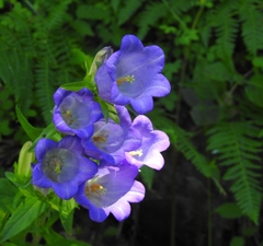 Campanula persicifolia