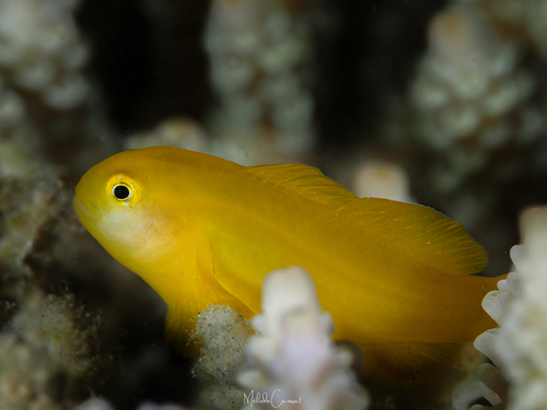 Gobiodon observed 2024-07-27
