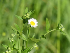 Erigeron annuus