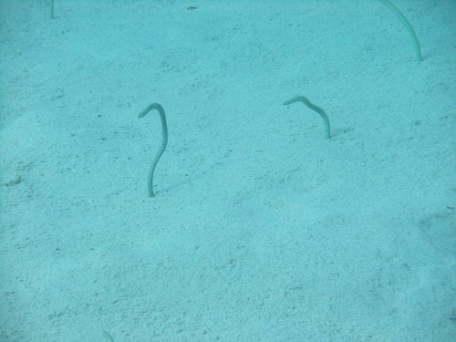 Gorgasia sillneri