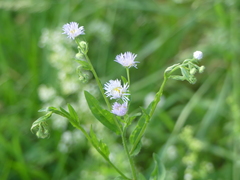 Erigeron annuus
