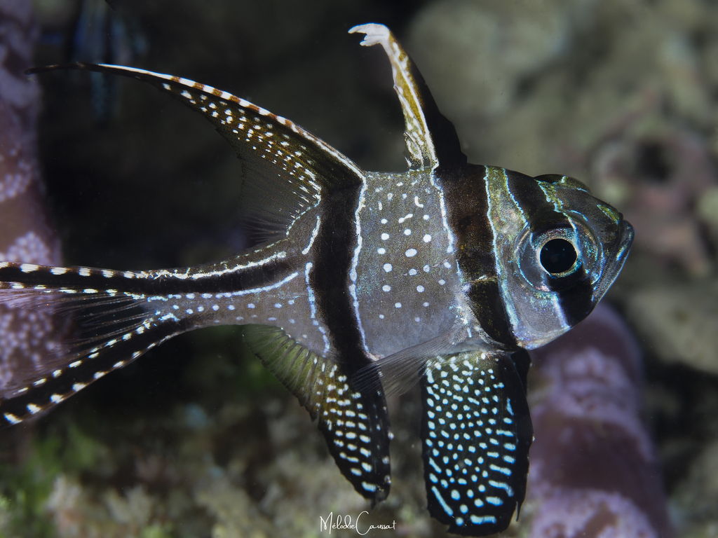 Banggai Cardinalfish