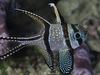 Banggai Cardinalfish - Photo (c) Mélodie Caussat, some rights reserved (CC BY-NC), uploaded by Mélodie Caussat