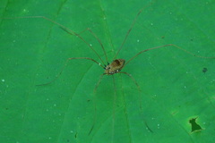 Leiobunum euserratipalpe