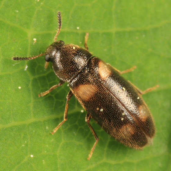 Spilotus quadripustulatus