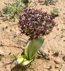 Allium rothii