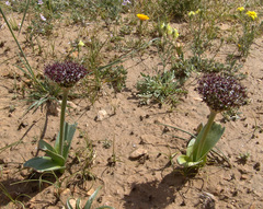 Allium rothii