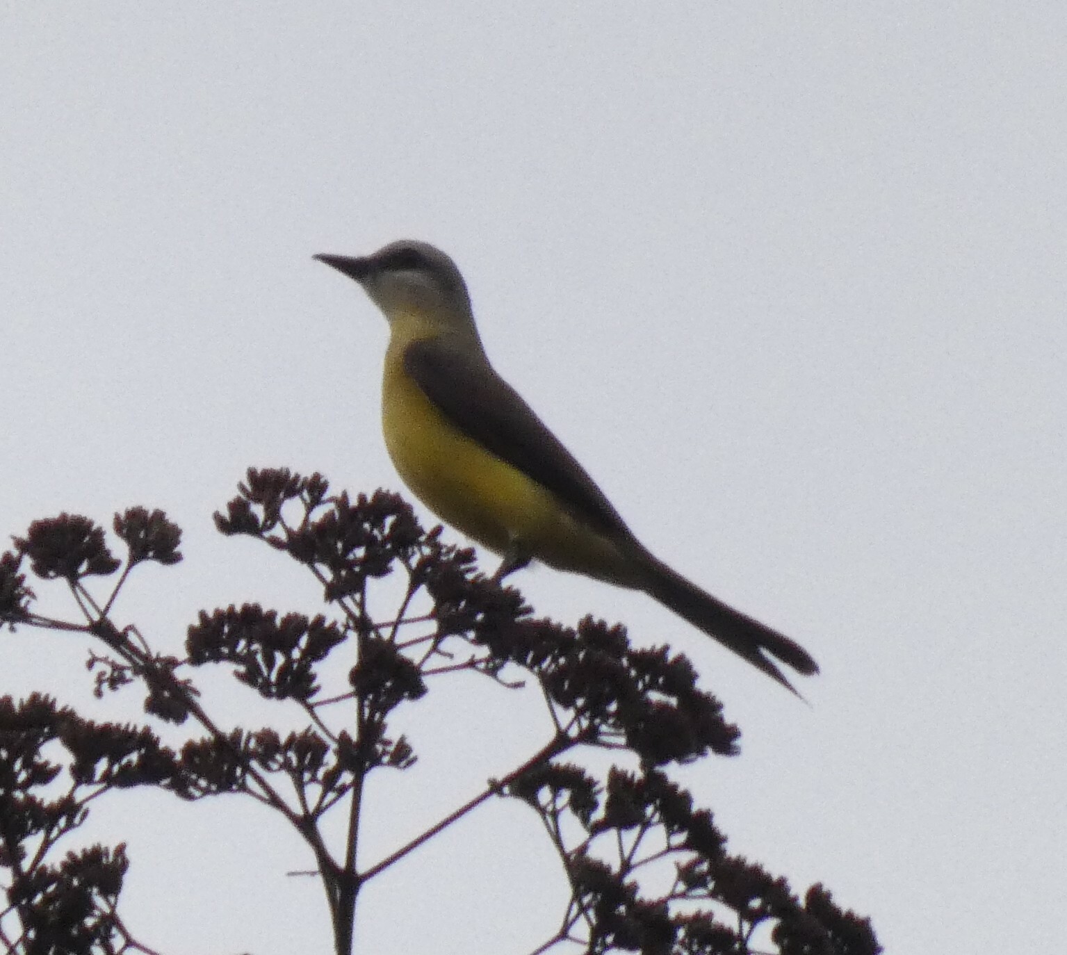 White-throated Kingbird illustration