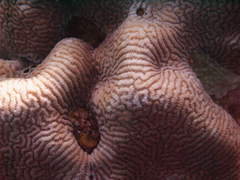 Leptoria phrygia