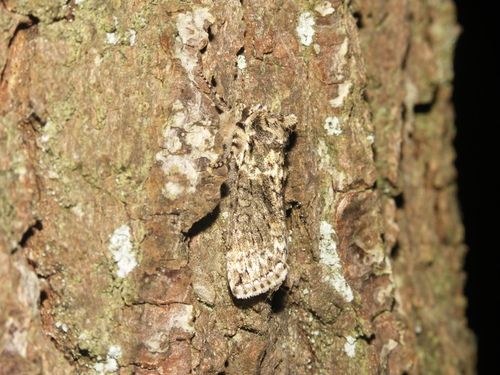 Polyploca ridens