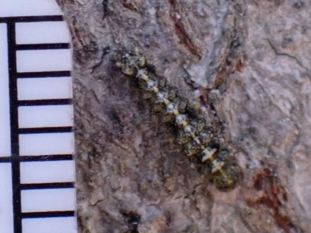 Little Shaded Lichen Moth