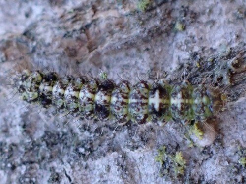 Little Shaded Lichen Moth photo 3