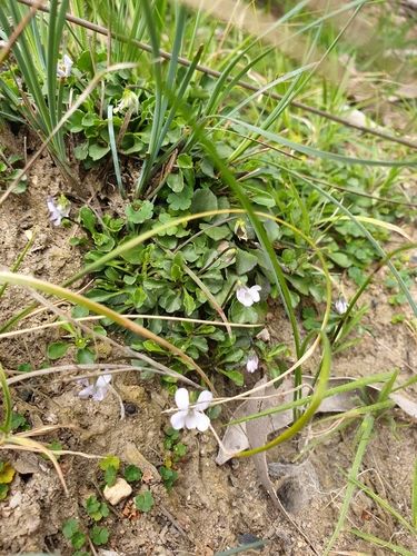 Image of Viola improcera by (c) Shelomi Doyle, some rights reserved (CC BY)