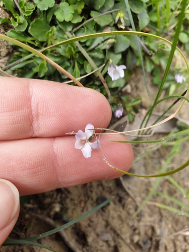 Image of Viola improcera by (c) Shelomi Doyle, some rights reserved (CC BY)