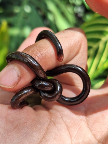 Liotyphlops beui