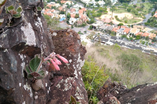 Sinningia rupicola