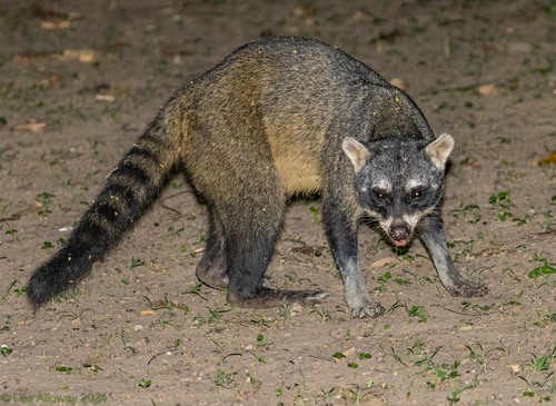 Crab-eating Raccoon