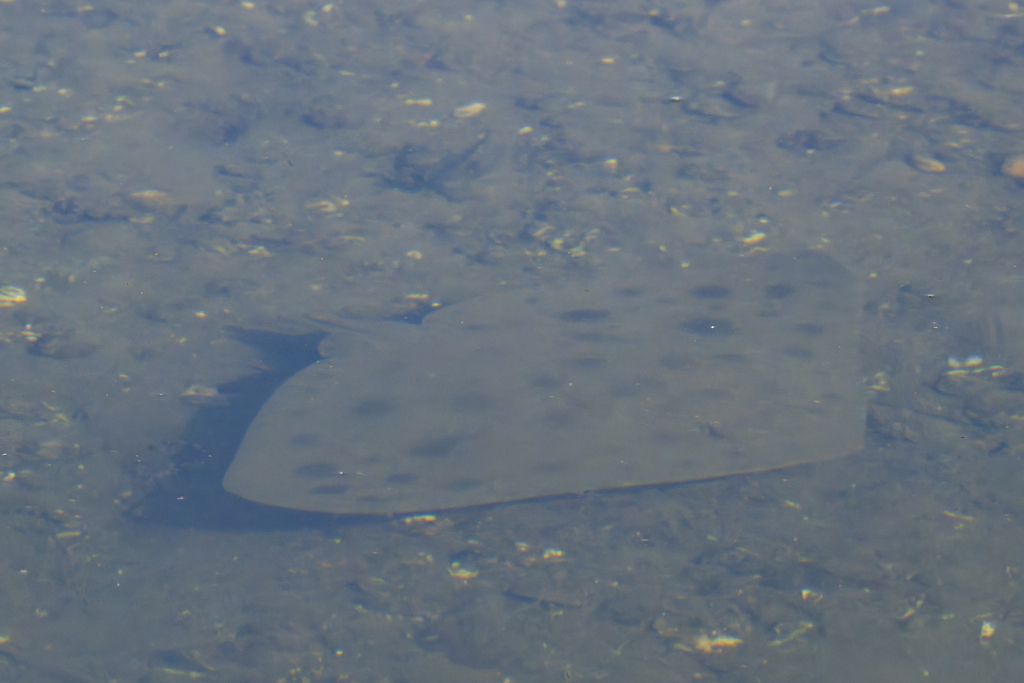 California Butterfly Ray