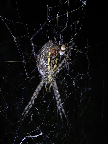 Banded Garden Spider