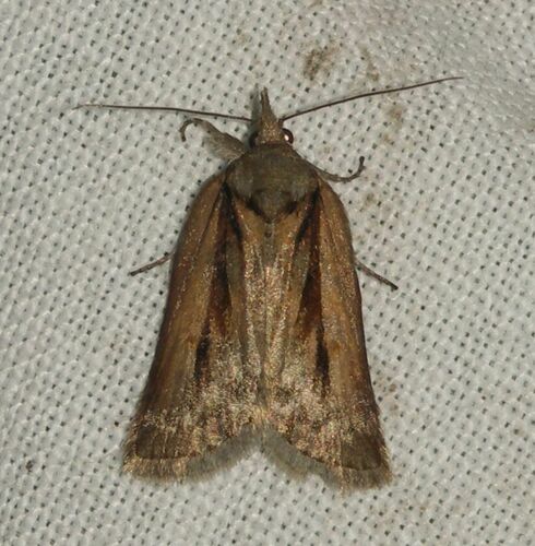 Nycteola revayana