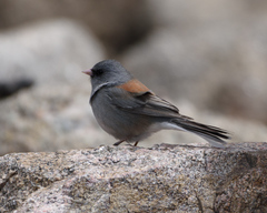 Junco hyemalis caniceps