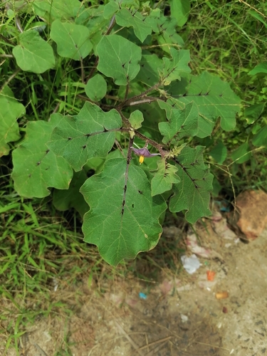 Image of Solanum melongena by (c) tetyanakuchma, some rights reserved (CC BY)