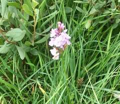 Dactylorhiza maculata