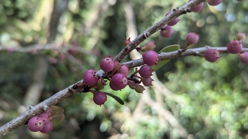 Vaccinium emarginatum, photograph 5