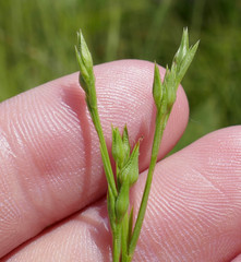 Linum sulcatum