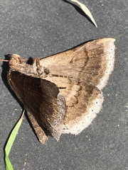 Parallelia bistriaris