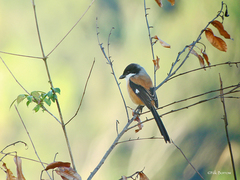 Lanius schach stresemanni