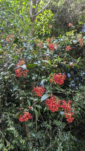 Image of Viburnum foetidum by (c) Cheng-Te Hsu, some rights reserved (CC BY)