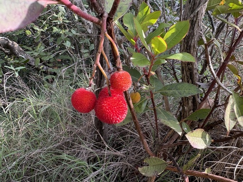 Strawberry tree