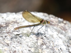 Calopteryx amata