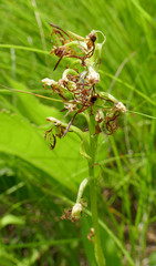 Platanthera lacera