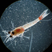 Hemimysis anomala - Photo (c) NOAA Great Lakes Environmental Research Laboratory, algunos derechos reservados (CC BY-NC)