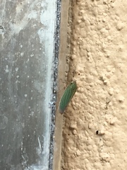 Xyphon reticulatum