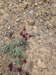Lomatium cuspidatum