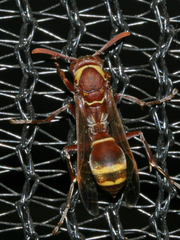 Polistes badius
