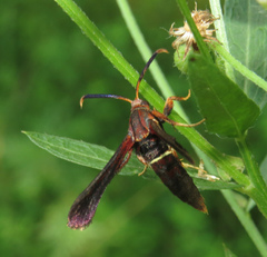 Vitacea scepsiformis