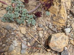 Lomatium cuspidatum