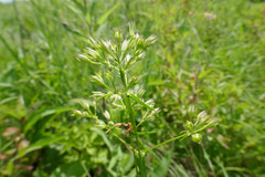 Phlox glaberrima interior